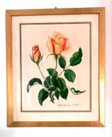 Rosa Rosen Farbstift Gemälde Albin Speiss 1978