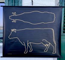 „Das Rind“ – XL Lehrtafel – VEB Leipzig – Seltenes Original