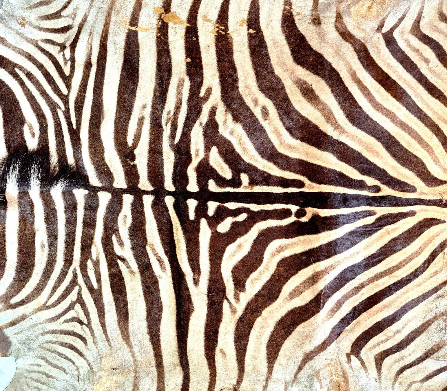 Il mondo degli animali: Veritable peau de zebre Burchell/ Echtes Burchell Zebrafell – Usato da Treyvaux venduto da Kbh2000 4