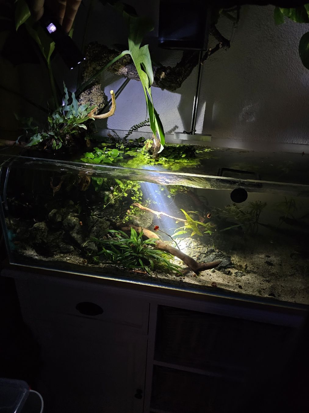 Aquarium: Aquascaping Shallow Poolaquarium – Gebraucht aus Obergerlafingen von Deluxepoint 3