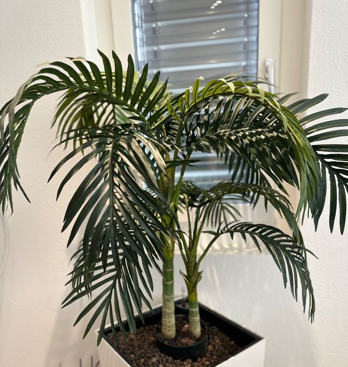 gummibaum badezimmer Tineke-Gummibaum - Ficus elastica Tineke main image 0