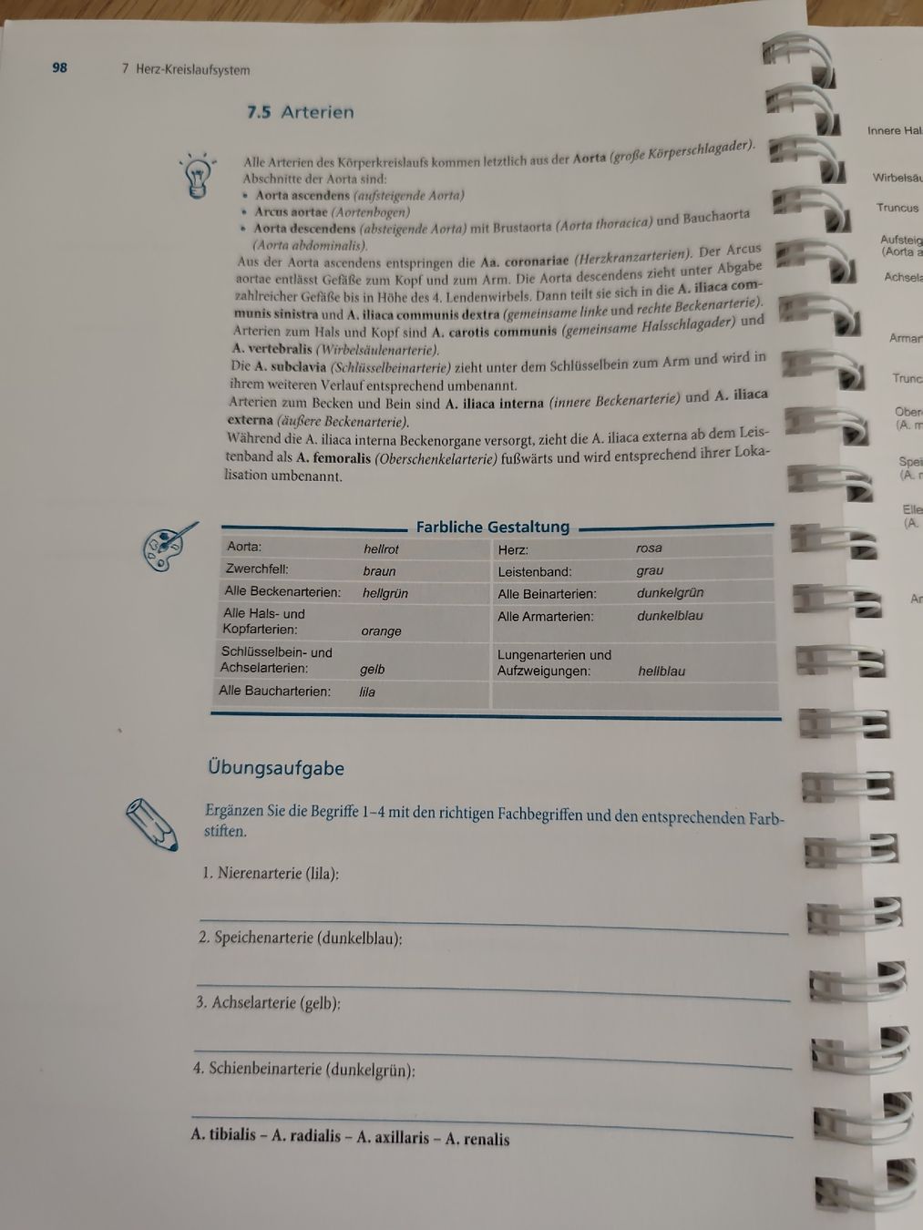 Libri: Anatomie zum Malen vom Elsevier Verlag  – Usato da Adliswil venduto da Rlila 5