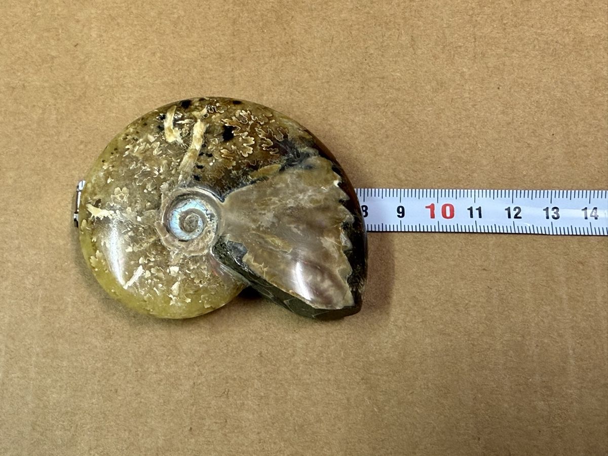 Fossili: Ammonit, Fossil aus der Jurazeit – Usato da Zürich venduto da daki81 3
