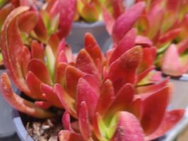 Sukkulente rot 15 cm + Infos wie keimen & pflegen