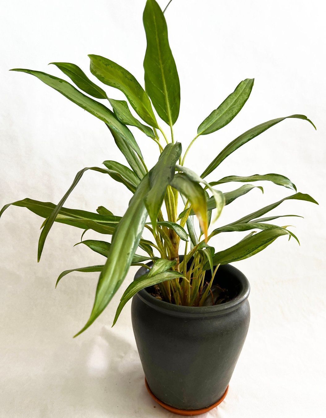 Piante & sementi: AGLAONEMA COMMUTATUM 'SILVER QUEEN' – Usato da Dübendorf venduto da Orchid18