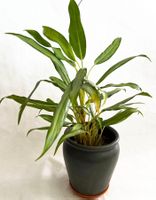 AGLAONEMA COMMUTATUM 'SILVER QUEEN'