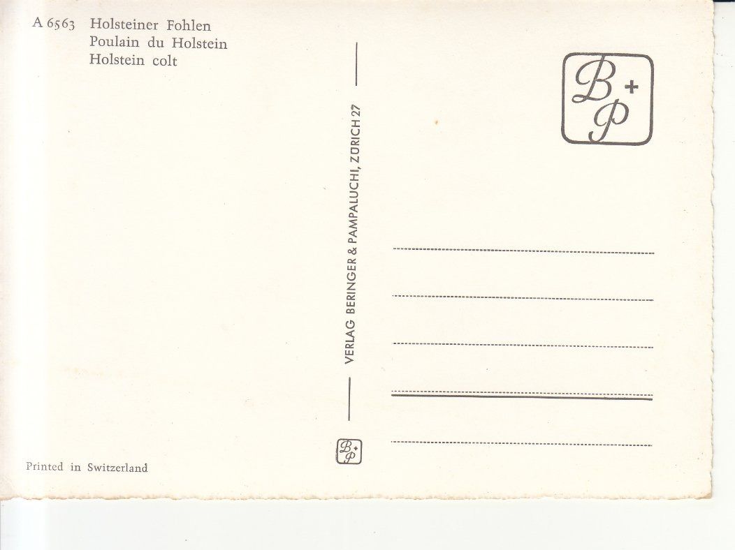 Cartoline postali: Fohlen Holsteiner ca. 1960 – Usato da Bürglen TG venduto da StampGraf 1