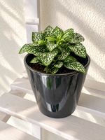 🌿 Punktblume / Hypoestes – buschige Zimmerpflanze