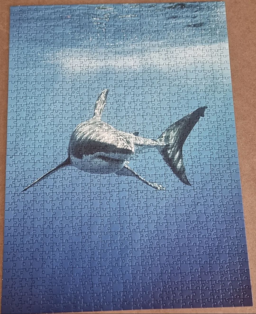 Puzzles: Puzzle Hai 1000 Teile – Gebraucht aus St. Gallen von Shelly__x3 1