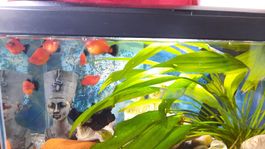 Komplettes Aquarium mit Fischen und Zubehör, Garnelen, 20 L