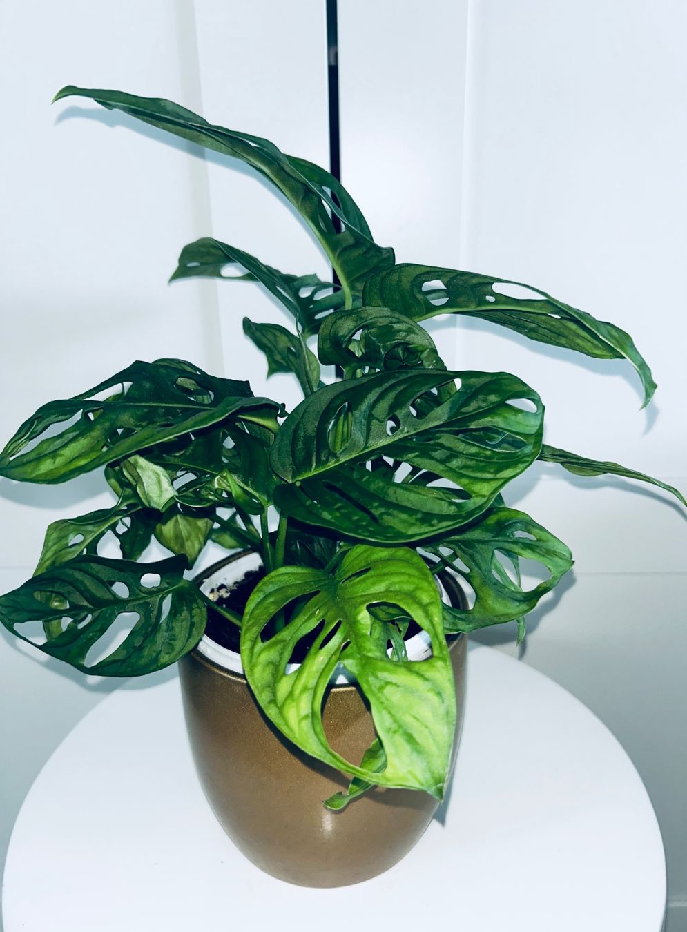 Plantes & graines: Monstera 'Monkey Leaf Monstera adansonii & ceramic cache pot – D'occasion à Kilchberg ZH par malibubeach 4