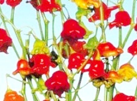 Pflanzen & Samen: 10 Samen Red Lantern Hot Chili oder Bishop Crown (pikanz:5) – Neu und originalverpackt aus Rovio von POSITIFFARTandPLANTS 1