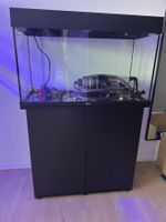 Juwel Rio 125 LED Komplettset inkl. Schrank, Chihiros, CO2,