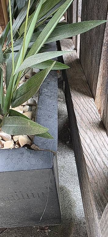 Paraventi: Sichtschutz, Künstlicher Bambus – Usato da Kaufdorf venduto da Nati-Nati 2