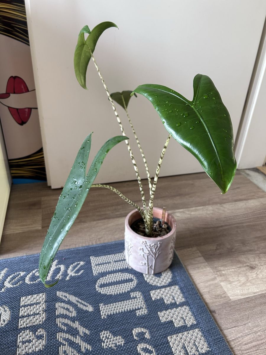 Piante & sementi: Alocasia Zebrina – Nuovo (secondo la descrizione) da Scherzingen venduto da Elefantenohr.ch