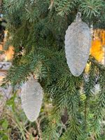 Weihnachts-Deko - Glas Tannenzapfen - transparent – neu
