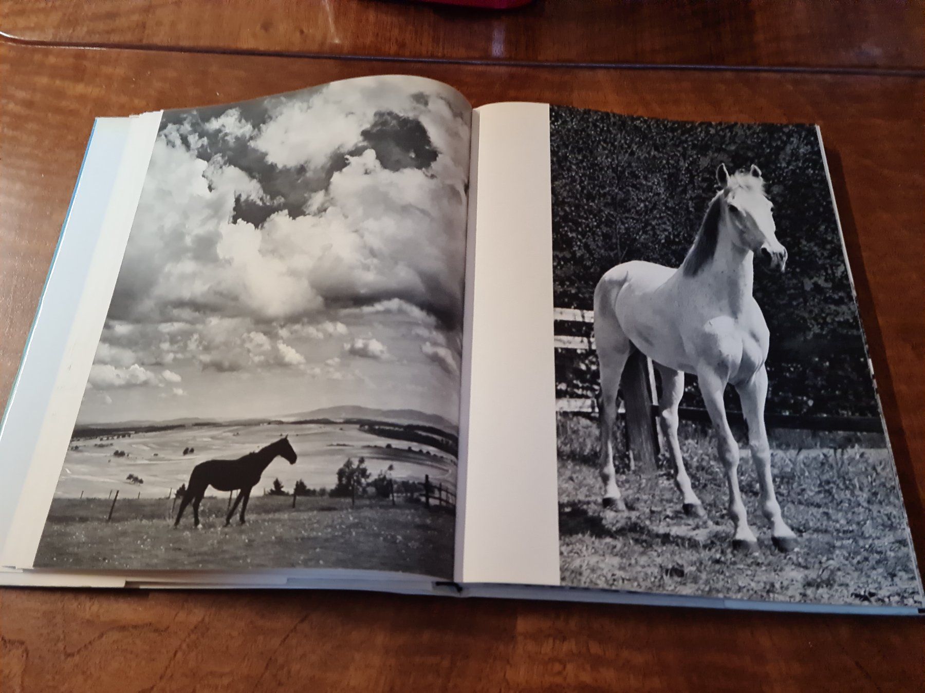 Livres: PFERDE – D'occasion à Erstfeld par Mario_boe0 2