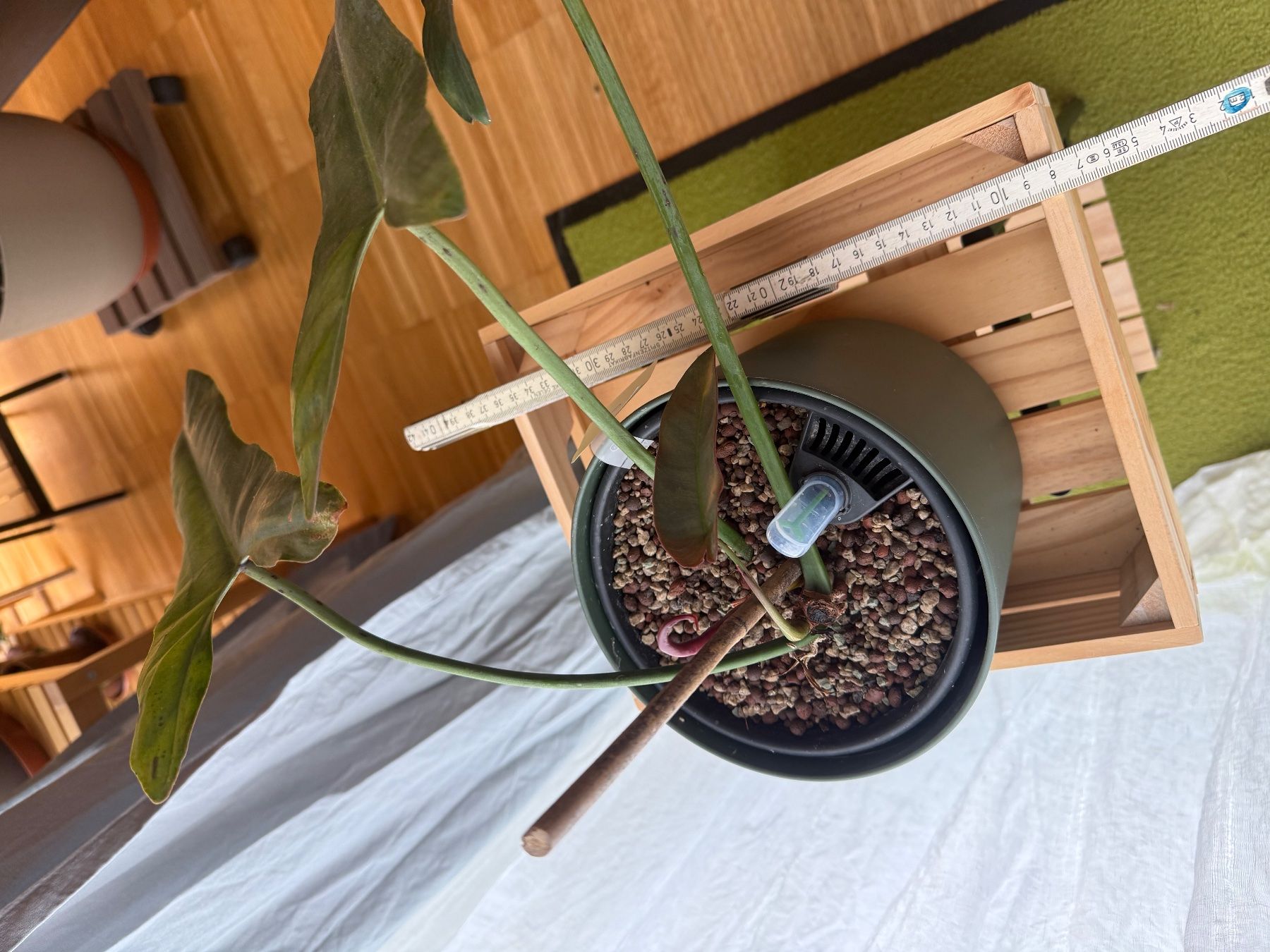 Pflanzen & Samen: Philodendron Atabapoense in Substrat 1 – Gebraucht aus Zürich von chrungel 1