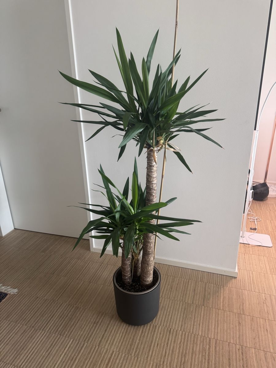 Pflanzen & Samen: Schöne Yucca Palme 140cm – Gebraucht aus Naters von zynetic