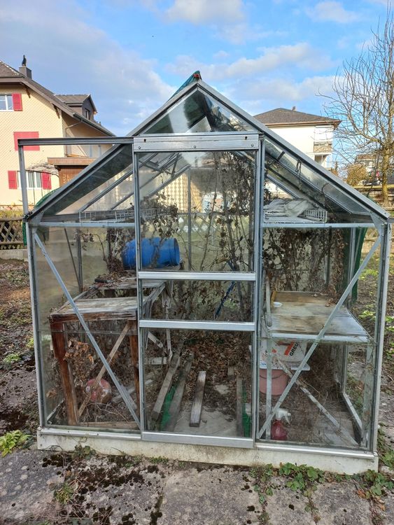 Gewächshaus 185 x 185 x 205 cm, aus Glas Kaufen auf Ricardo
