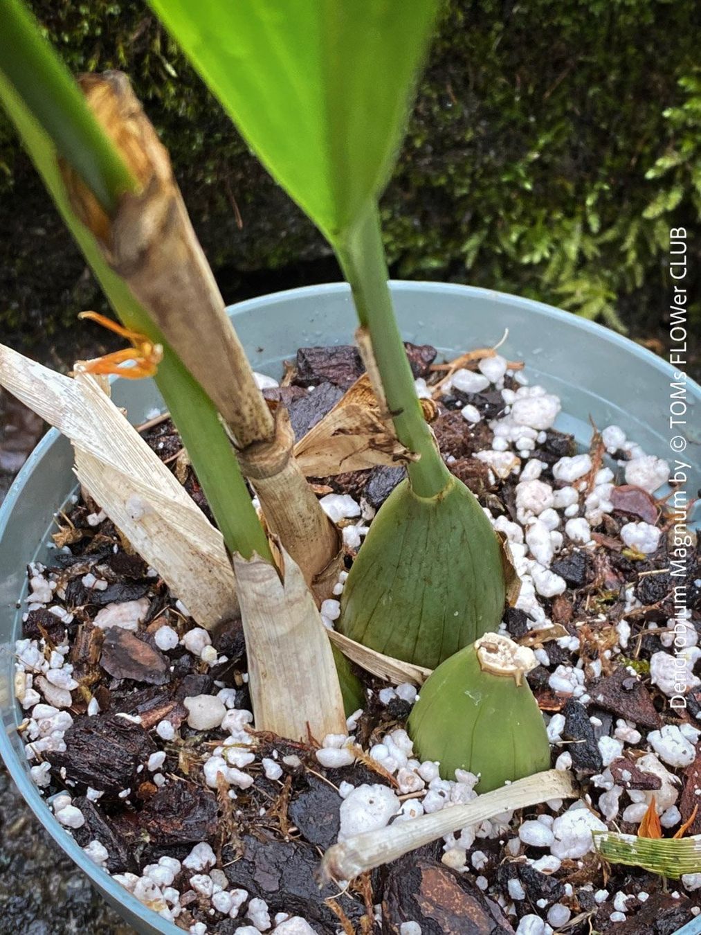 Piante & sementi: Dendrobium Magnum Orchidee - Duft und Blüte einfach WOW – Nuovo e nell'imballaggio originale da Adliswil venduto da asTOMas963 9