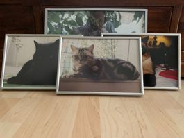 Grosses Katzenfoto m. Kunststoffrahm., 3 m. Metallrahmen (1)
