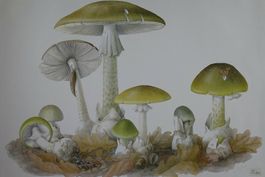 Schulwandbild, Wandbild "Knollenblätterpilz" Marta Seitz