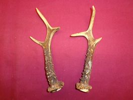 Reh, Geweihe, Trophäe, Horn, Dekoration, Jagd Abwurfstangen