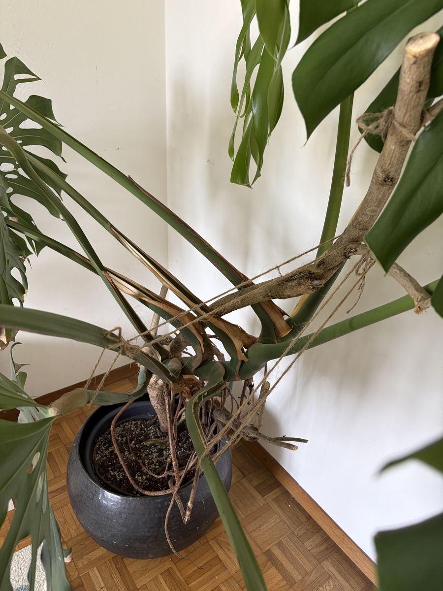 Plantes & graines: Monstera deliciosa auf Ast – D'occasion à Wetzikon ZH par diekresses 3