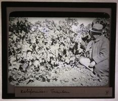 Glasdia Kalifornien Landwirtschaft Wein Reben, um 1930