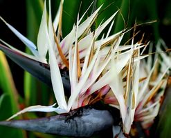 XL Strelitzia "Nicolai", 100 cm. Weisse Blumen XL tropische