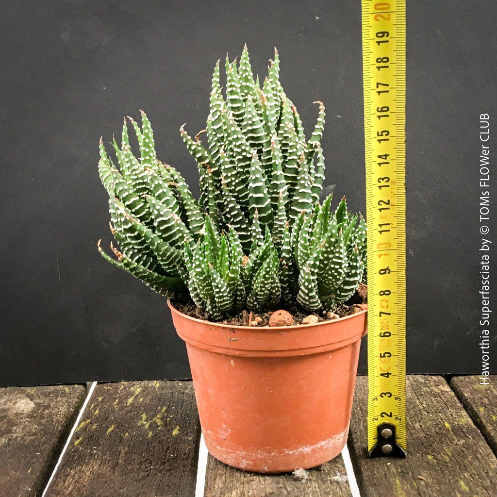 Pflanzen & Samen: Haworthia Superfasciata - super robuste Sukkulente – Neu und originalverpackt aus Adliswil von asTOMas963 1