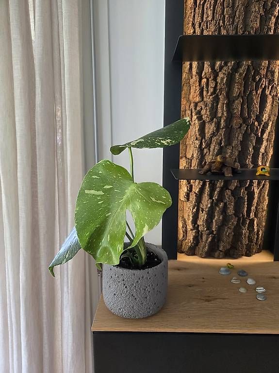 Pflanzen & Samen: Monstera deliciosa Thai Constellation – Gebraucht aus Jona von pau_g7rc
