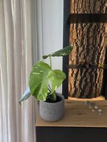 Monstera deliciosa Thai Constellation