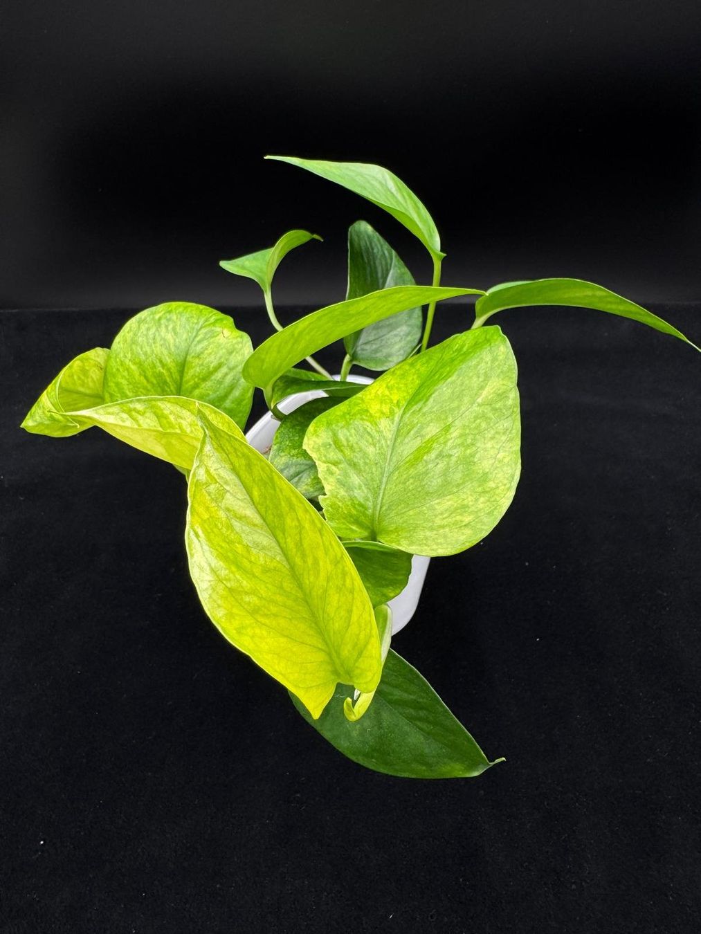 Pflanzen & Samen: Epipremnum aureum 'Jessenia' in Semihydro – Neu (gemäss Beschreibung) aus Bühler von googelibear 1