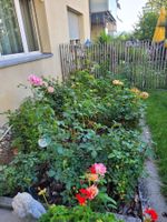Rosenpflanzen gemischt blühend