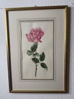 Rosa Rose – Aquarell von Elisabeth Gasser-von Gunten