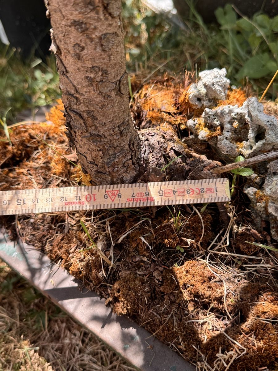 Piante & sementi: Bonsai/Fichte – Usato da Münchwilen TG venduto da baluzi3 3