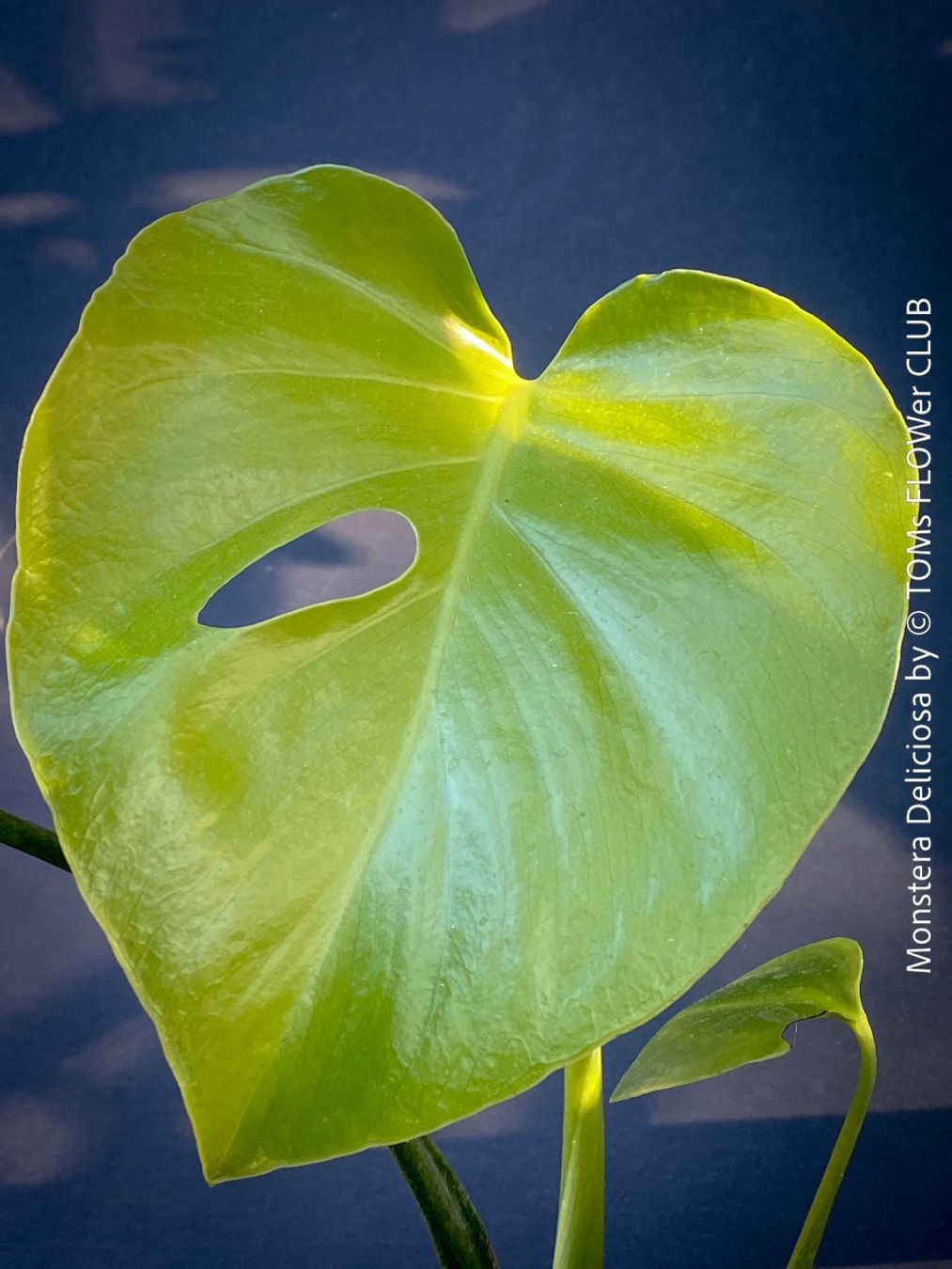 Piante & sementi: Monstera Deliciosa - echte, gross-blättrige Grundform – Nuovo e nell'imballaggio originale da Adliswil venduto da astom369 1