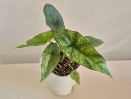 🌿Alocasia Simpo aurea 2🌿