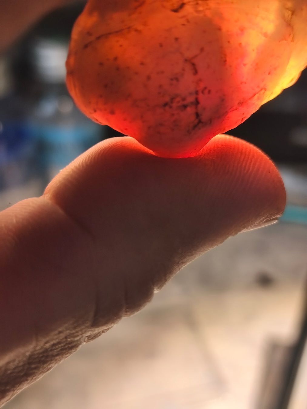 Fossili: Opalisierte Muschel, Fossil – Nuovo (secondo la descrizione) da Dieterswil venduto da Opal66 3