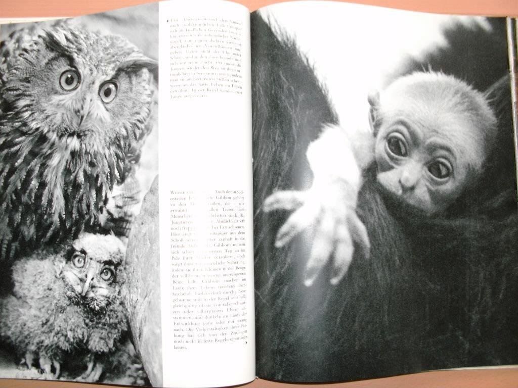Libri: Im Zoo geboren - Bildband – Usato da Grenchen venduto da Kogi7 6