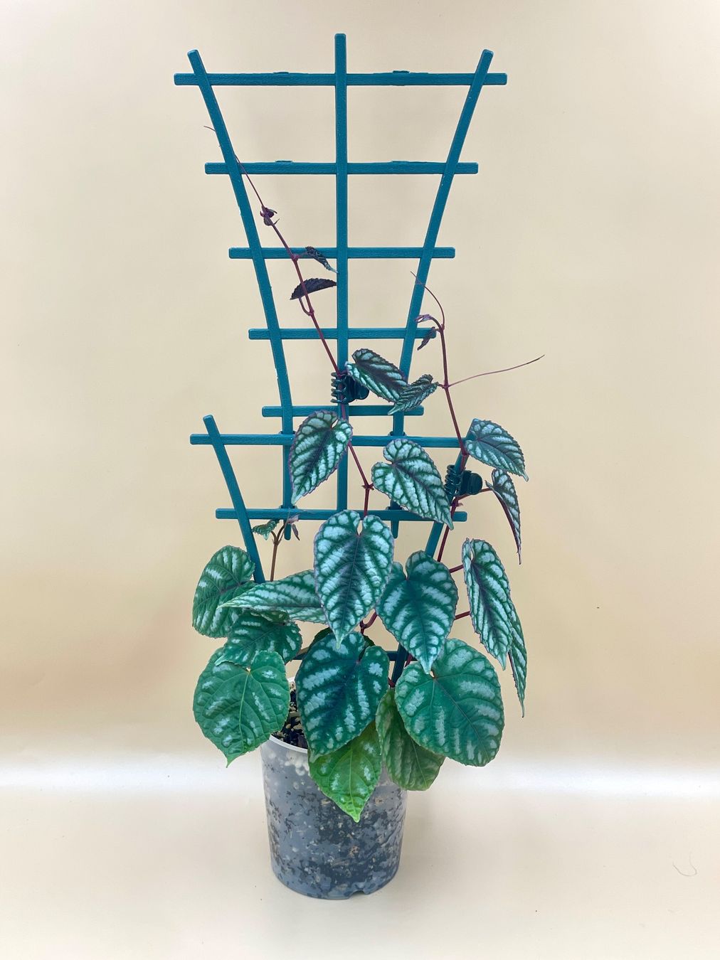 Pflanzen & Samen: Cissus discolor – Neu (gemäss Beschreibung) aus Zürich von Leafscape 3