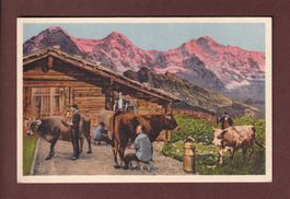 AUF DER ALP - Kühe