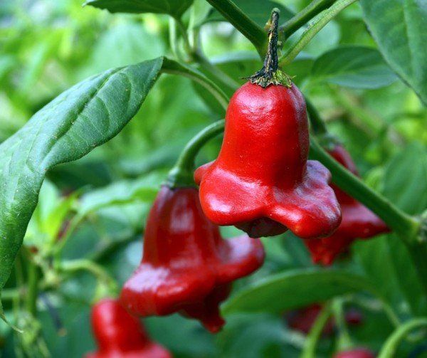 Pflanzen & Samen: Glockenpaprika - Capsicum baccatum - 25 Samen – Neu und originalverpackt aus Sumiswald von Cham14559 2