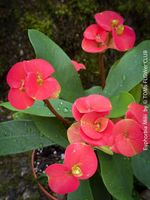 Euphorbia Milii - rund 20x20cm grosse "Dornenkrone"