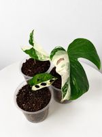 🌿✨ RARITÄTEN – 3 wunderschöne variegierte Pflanzen