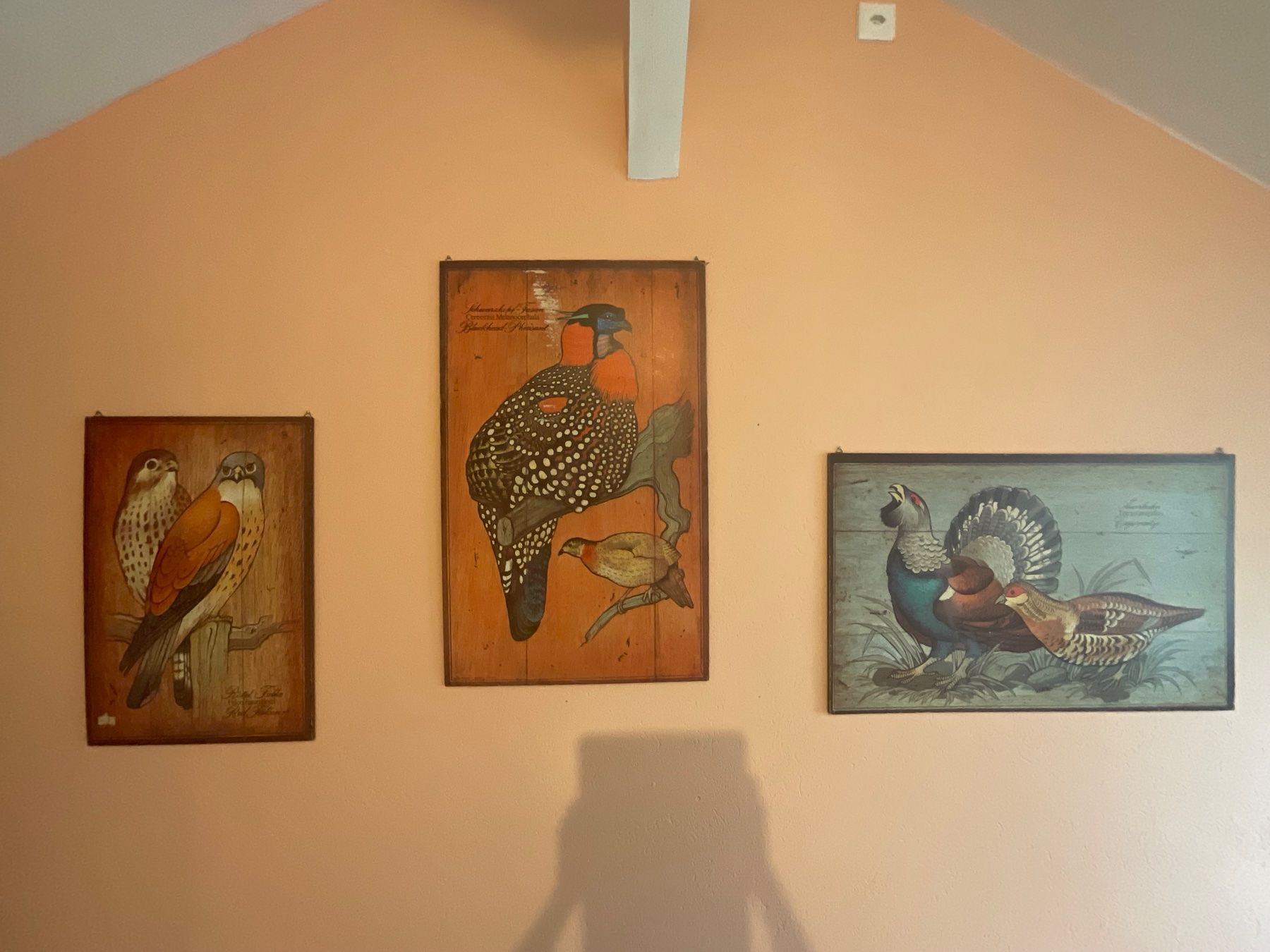 Poster & Bilder: Poster Falke 50x74 – Gebraucht aus biberist von antoniaf01 2