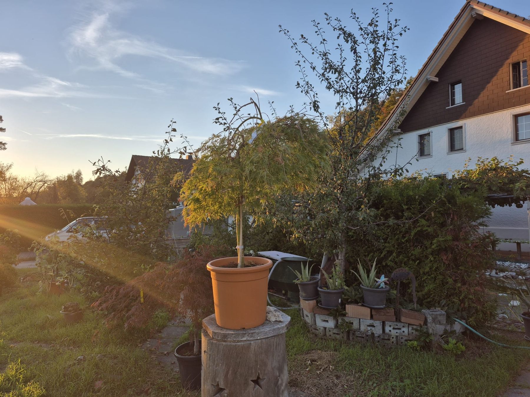 Piante & sementi: schlitzahorn Dissectum viridis  – Usato da Jona venduto da Lars0000