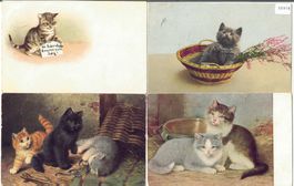 4 AK - Katzen - cats - chats